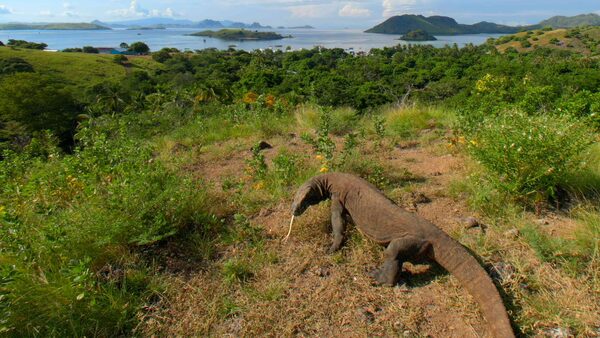 Komodo Islands